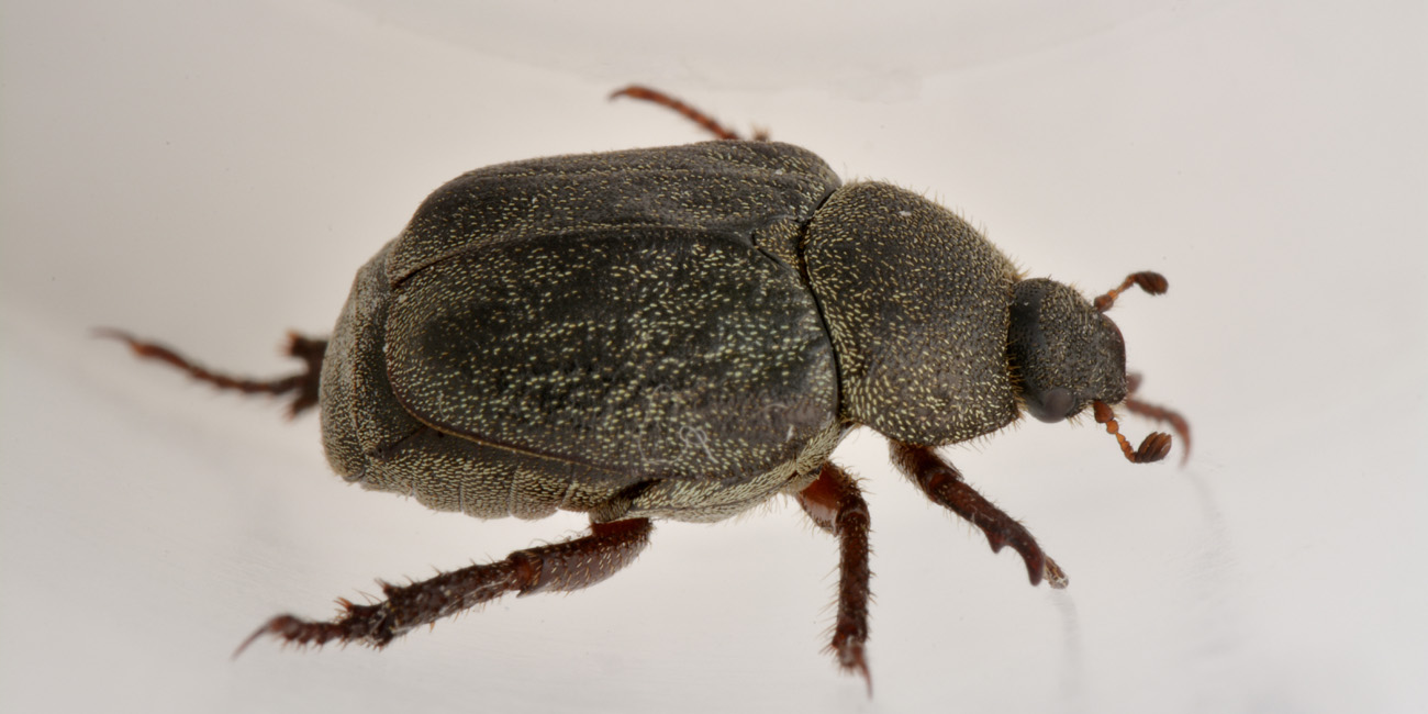 Hoplia brunnipes anche lei?   S !